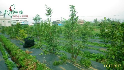 水稻田牛樟樹採穗園 (2)