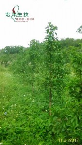 牛樟樹採穗園